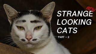The Funniest & Strange looking Cats on the Internet Part 2 - Try not to laugh! 😹