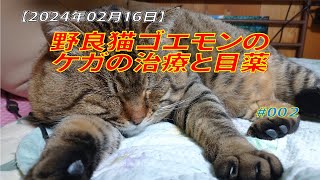 【2024年02月16日】野良猫ゴエモンのケガの治療と目薬【朗報と悲報】