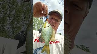 In God fishing caught a Redear Sunfish Shellcracker Bream at a private pond in Remlap Alabama #fish