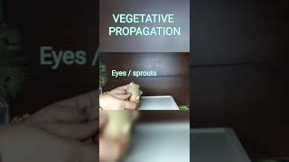 Vegetative Propagation