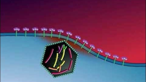 HIV Life Cycle