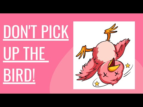 Let's talk about Broken Bird Syndrome