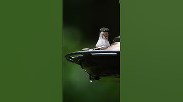 Watch Beautiful Ruby Throated Hummingbird Feast on Nectar Before Soaring Away