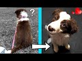 Teach Your Puppy To Listen With 5 Simple Training Changes!