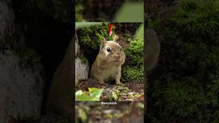 Why Chipmunks Go Crazy In Autumn