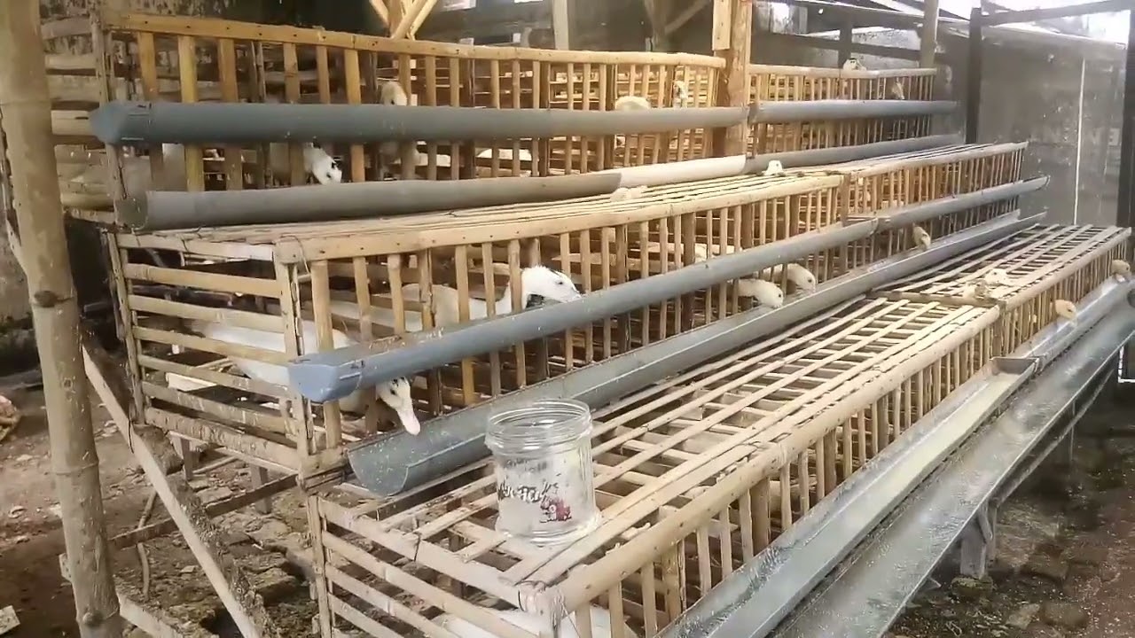 Ternak Entok Kandang Modern || Kandang Batrek || Usaha Rumahan