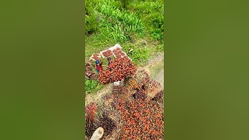 Muat sawit di truk | buah restan banyak brondolan #viralvideo  #shorts