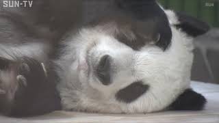 王子動物園のパンダ「タンタン」　２７歳の誕生日　パンダ タンタン