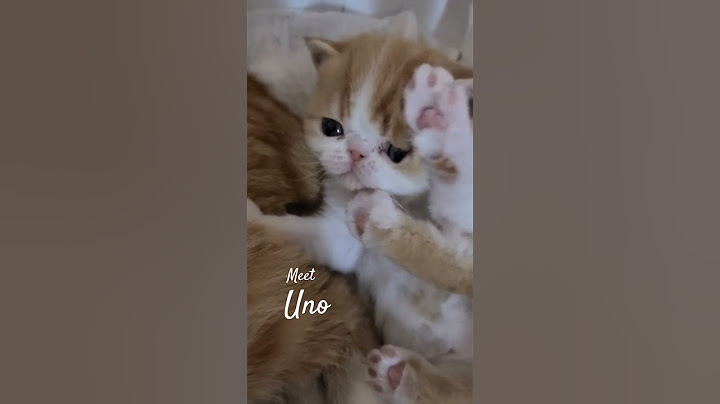 Watch the video about Sweet little Exotic shorthair baby boy Uno! #bellaslegacycats #cutenessoverload #kitten #exotic #esh