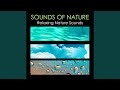 Sounds of nature nature sounds for meditation and relaxation