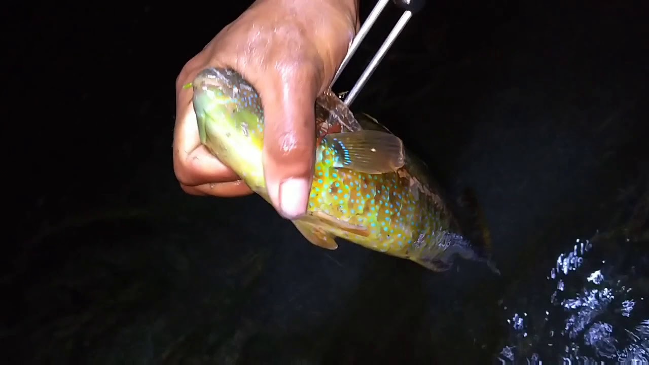 SPEARFISHING MODE MALAM TRADISIONAL 2020 Gorontalo-Bilihu 