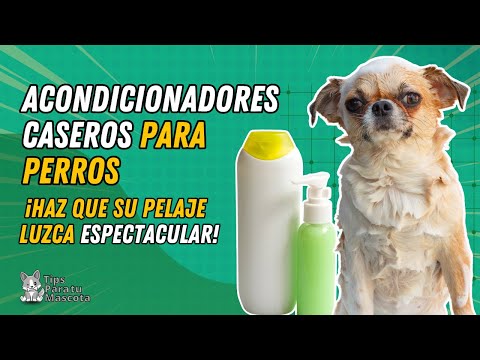 Video: ¿Se puede usar acondicionador humano en perros?