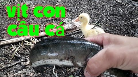 Câu cá lóc bằng vịt kéo cặp cá cực phê/san va bat