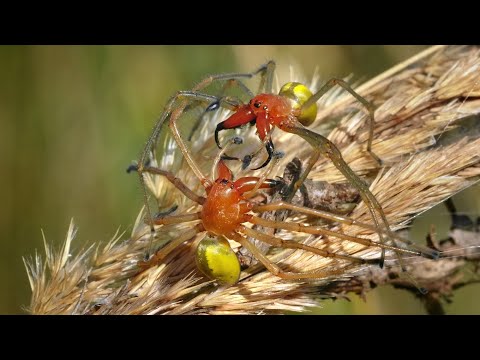 Video: Waar woon cheiracanthium?