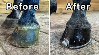 Horseshoeing Transformation ASMR: Shoeing a Barefoot Horse