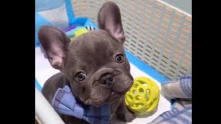 Cute and Funny French Bulldog Compilation 10