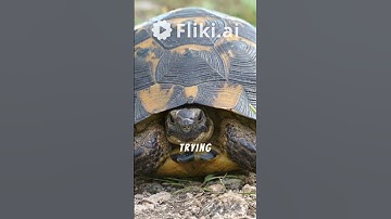 Amazing facts about turtles.#nature#facts