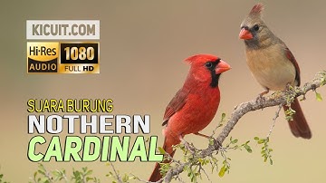 Suara Burung Cardinal Gacor Untuk Masteran - Cardinal Bird Song