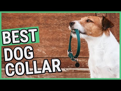 Video: The Best Dog Collars Untuk Berbagai Jenis Anjing