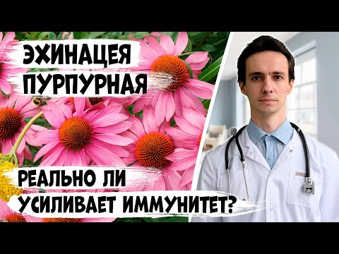 Video: Echinacea purpurea lilled