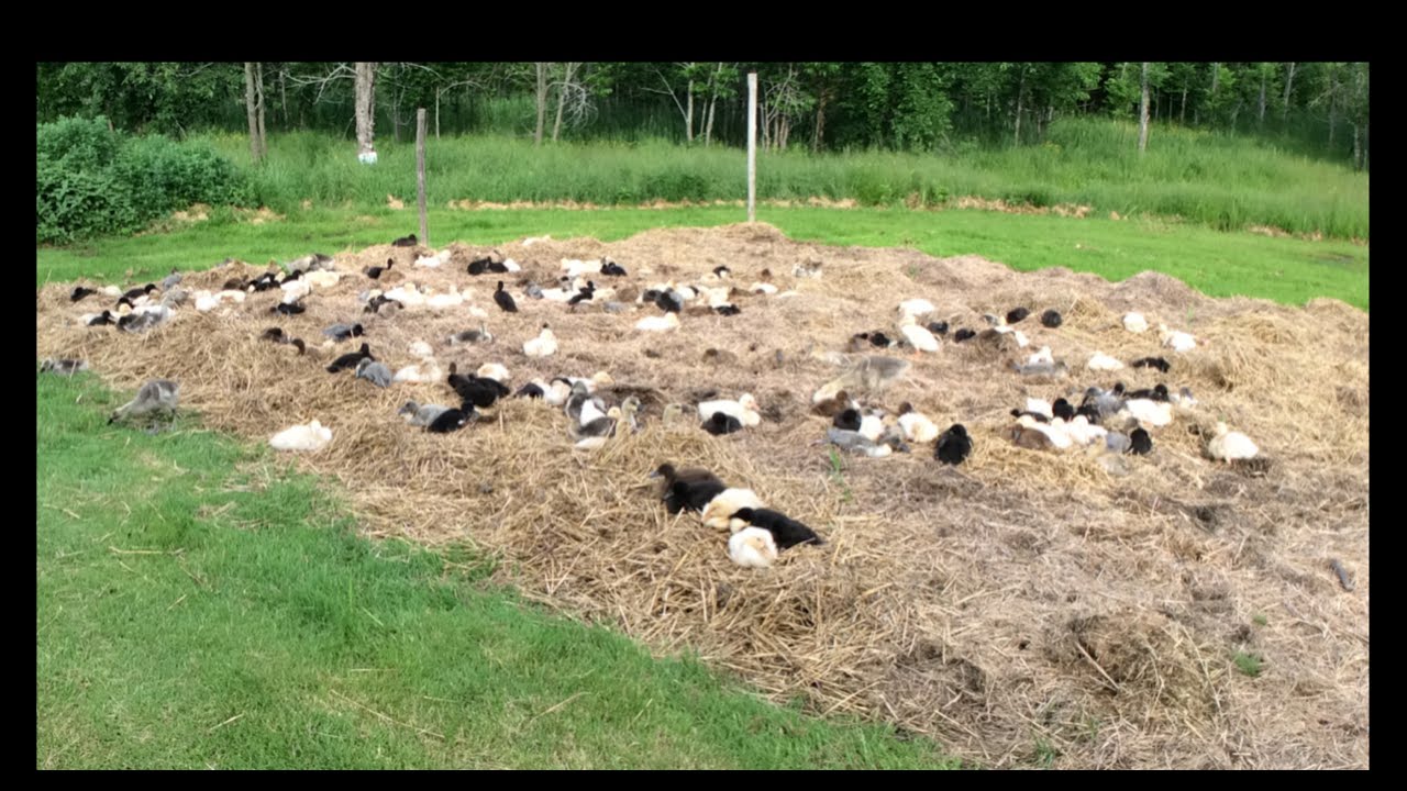 Ducklings in the garden - YouTube