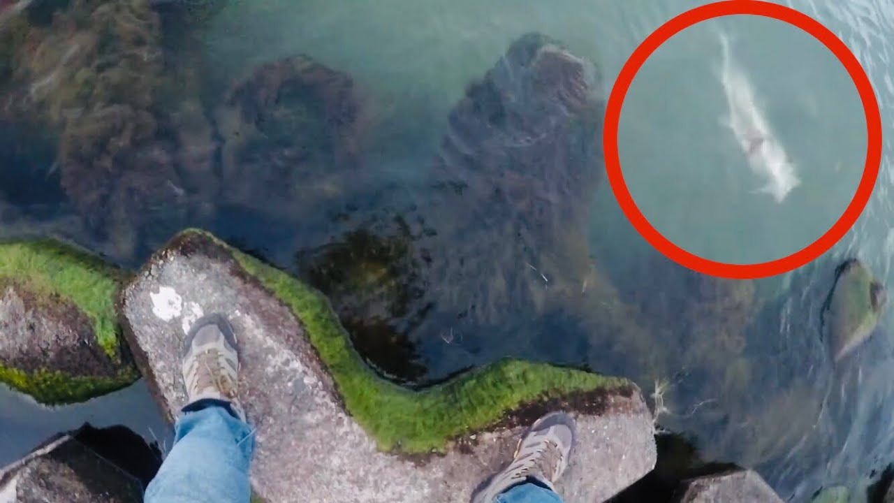 おかっぱりで琵琶湖らしくない釣りしたら Youtube