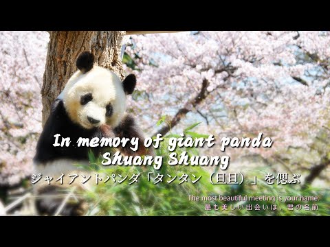 An Encounter With Panda Shuang Shuang In Cherry Blossoms | iPanda