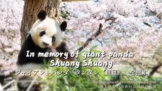 An Encounter With Panda Shuang Shuang In Cherry Blossoms | Ipanda