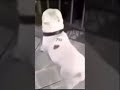 Noob vs Pro vs Hacker vs God #dog #noob #proplayer #hacker #god #dogs #dogshorts  #doglife #dogvideo