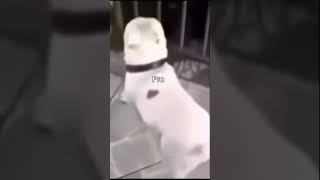 Noob Vs Pro Vs Hacker Vs God