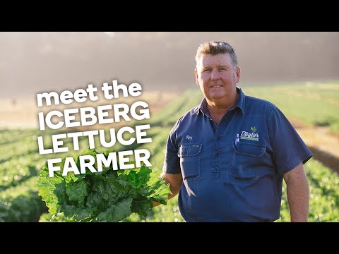 Videó: Mi az a Crispino saláta: Ismerje meg a Crispino jégsaláta termesztését