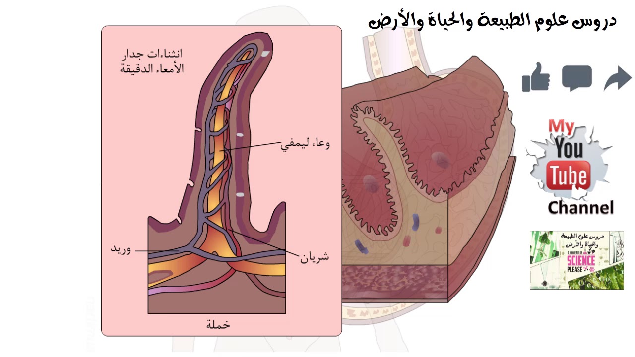 فلاشات تعليمية لجميع المستويات