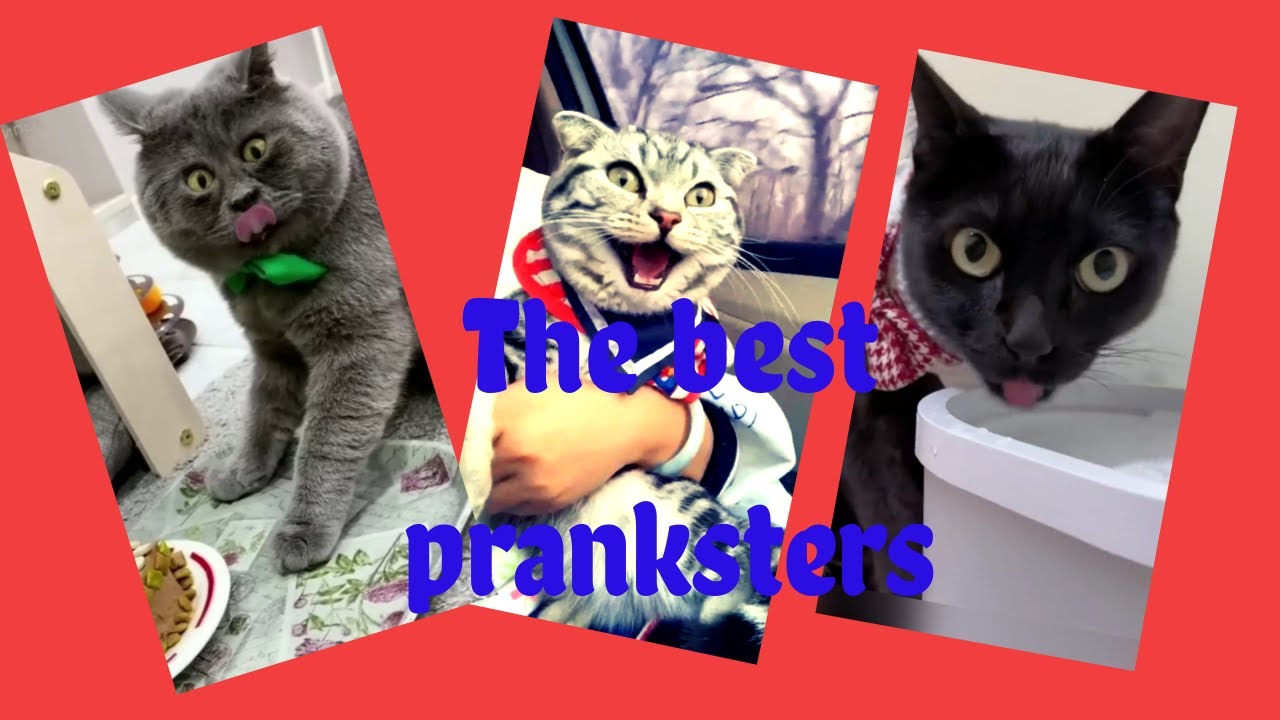 The best pranksters YouTube
