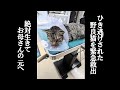 車に轢かれた野良猫を救出。なんとか生きてほしい・・・