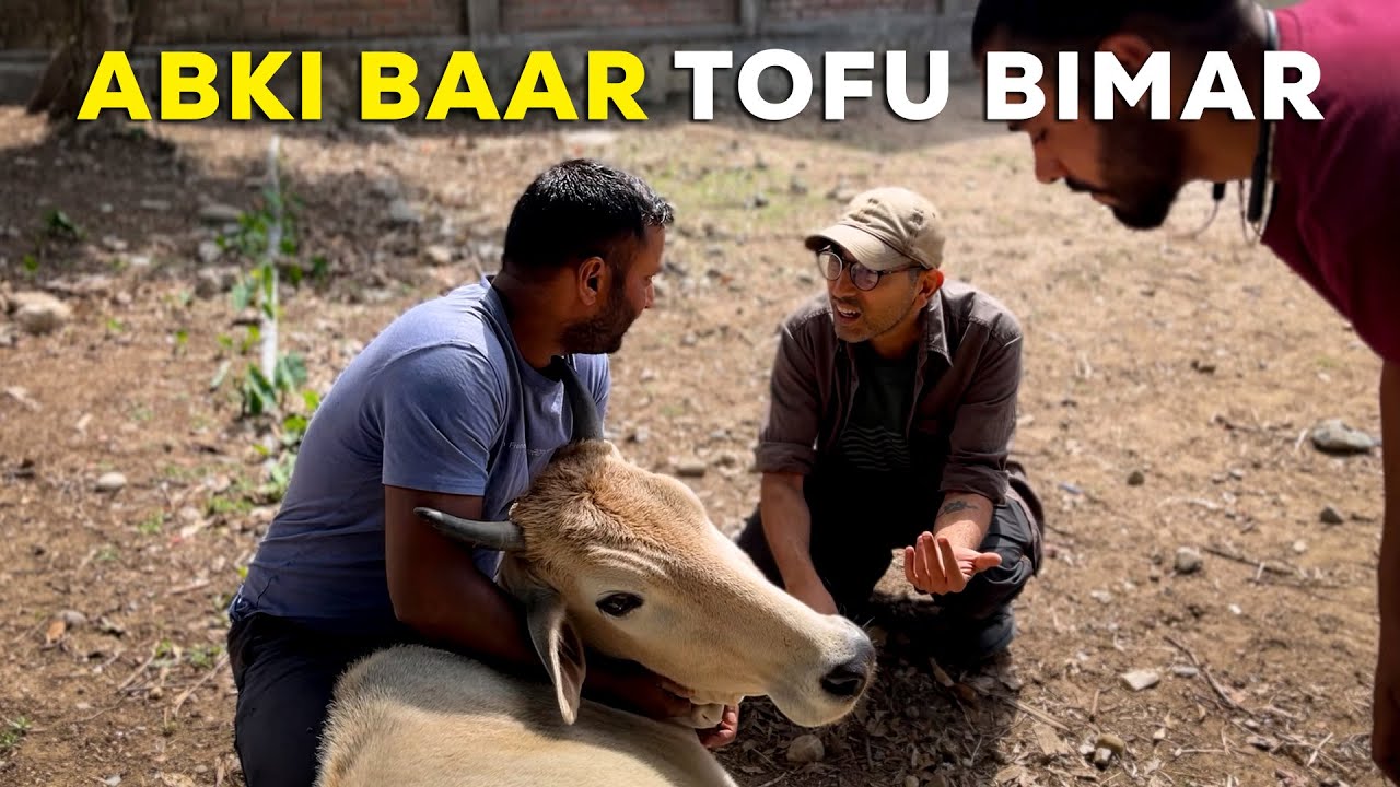 Ek Fruit Se Hamari Gaaye Bimar Ho Gayi YouTube ek-fruit-se-hamari-gaaye-bimar-ho-gayi-youtube