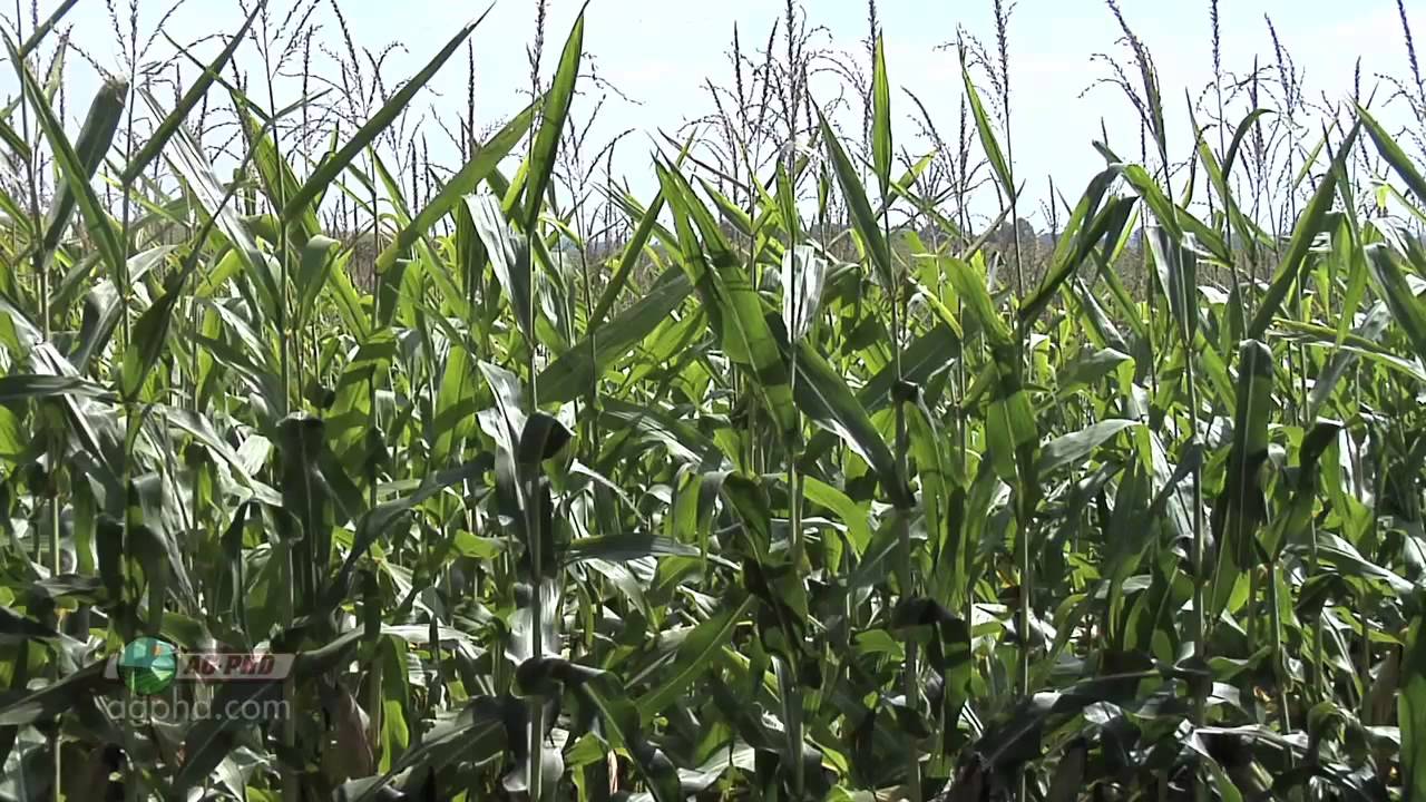 Farm Basics 763 Shelter Belts (Air Date 11/18/12) YouTube