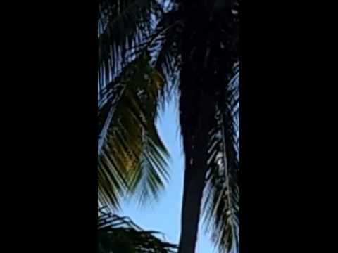 Cotorras en Puerto Rico