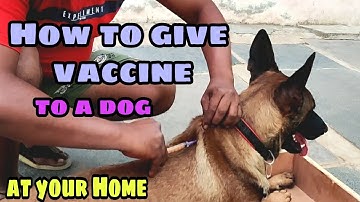 How to give vaccine your puppy/dog at home-with Balu