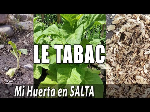 Vídeo: Les plantes de tabac fan olor?