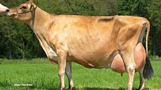 WORLD BIGGEST UNDER JERSEY COW IN AUSTRALIA VISIT HRM FARM DOCTOR || M Rao sale point