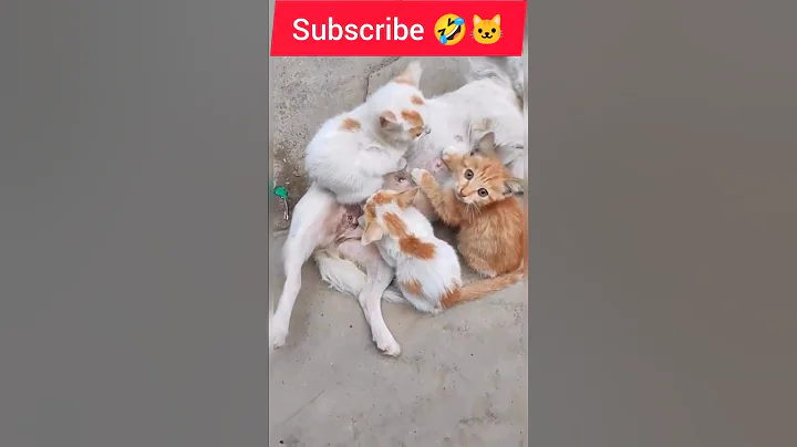 Watch the video about #funnyanimals #subscribe #support #shorts #funny #cat washing the car🤣🐱