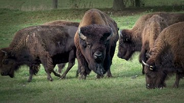 The Unsung Engineers of the PrairieHow Bison Shape an Entire Ecosystem