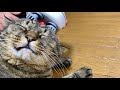 マッサージ器初体験の猫