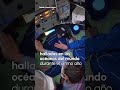 Descubren más de mil especies marinas nunca antes vistas