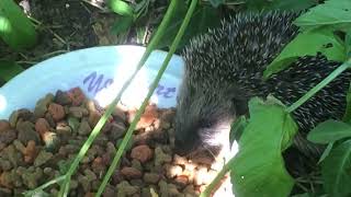 Hedgehog 🦔family in my garden I Kirpi ailesi Resimi