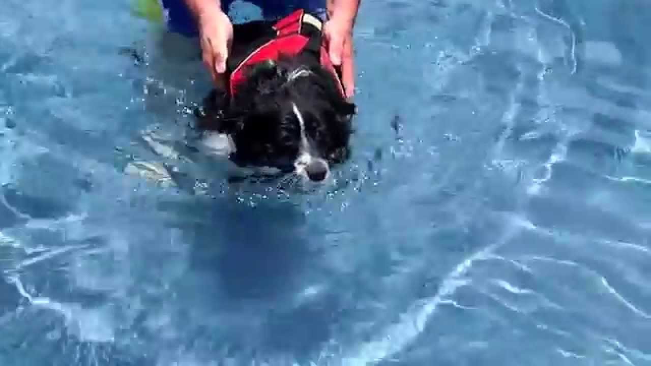south dakota australian shepherd rescue miniature australian shepherd learning to swim in swimming pool south dakota australian shepherd rescue miniature australian shepherd learning to swim in swimming pool