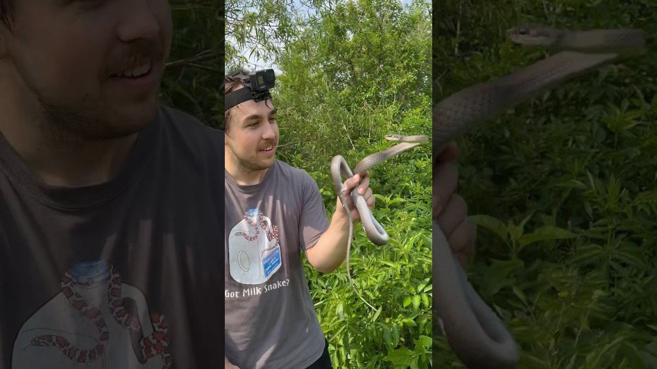 Unexpected snake catch!