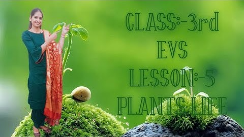 Class 3rd EVS Lesson 5 PLANTS LIFE