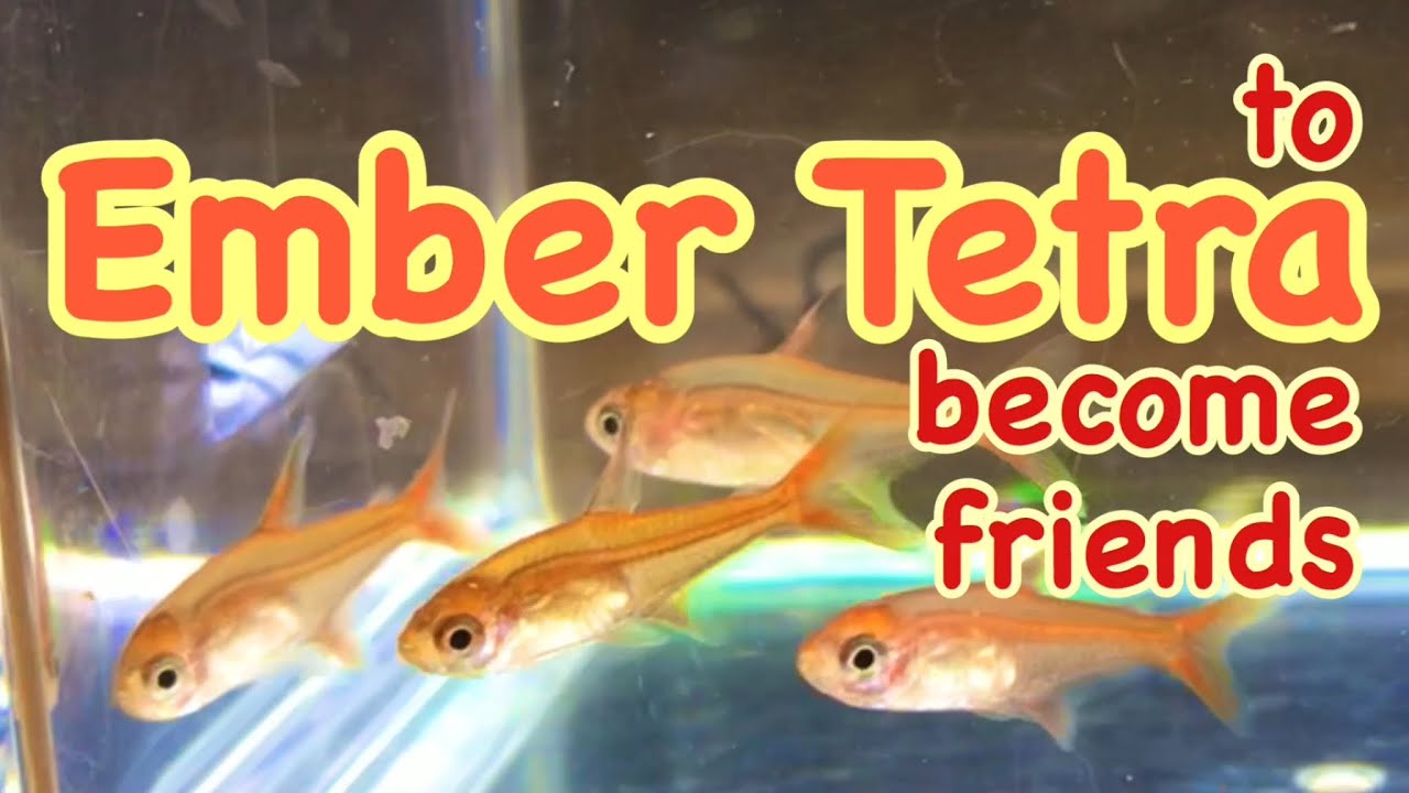 小型で綺麗なファイヤーテトラ熱帯魚 Beautiful Tropical Fish Ember Tetra Youtube 小型で綺麗なファイヤーテトラ熱帯魚 Beautiful Tropical Fish Ember Tetra Youtube