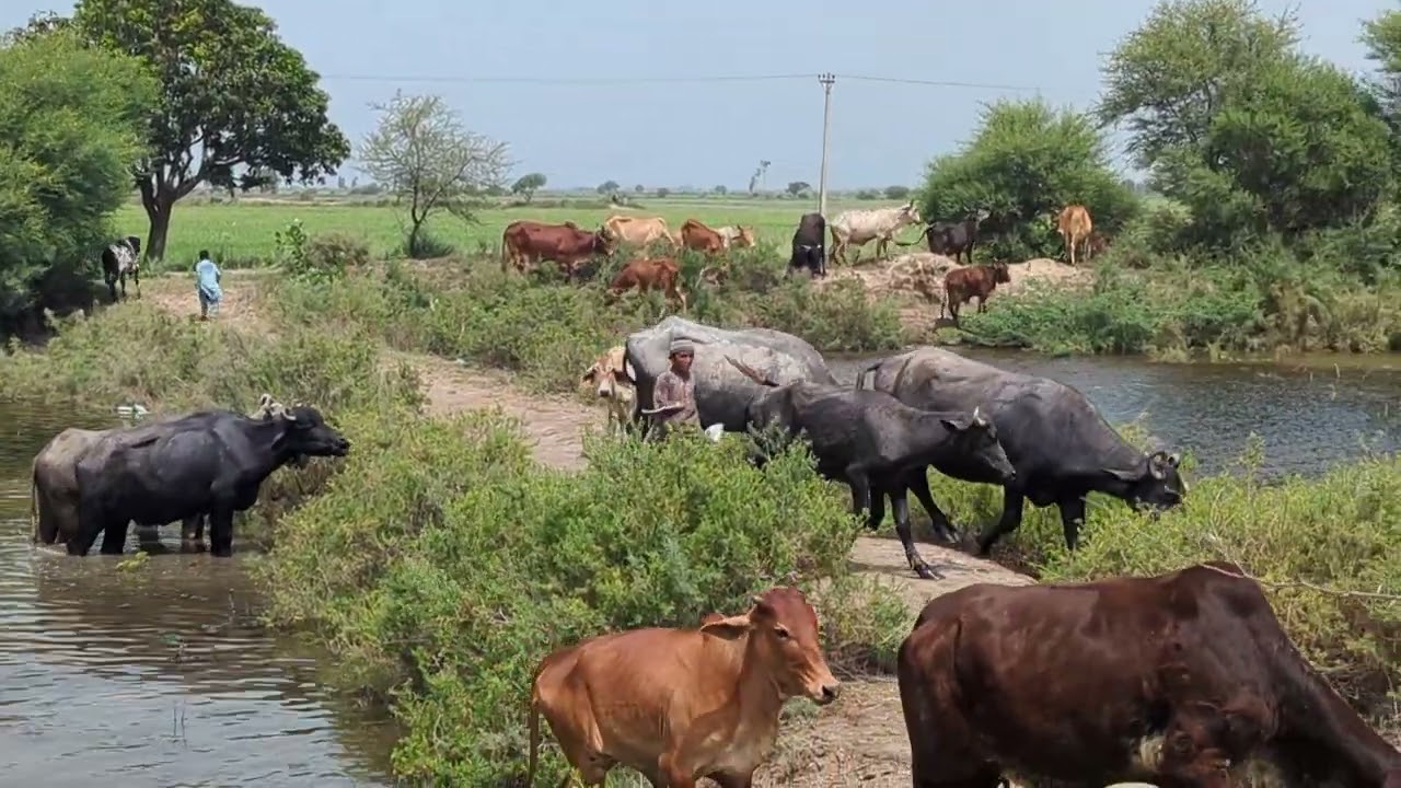 Buffaloes in Water and Buffalo Sound Video With Angry Buffaloes | 